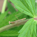 Praying Mantis