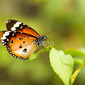 Tropical Punch by Michael Pua - Animals Insects & Spiders