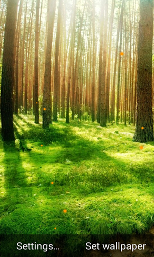 免費下載個人化APP|Forest Live Wallpaper app開箱文|APP開箱王