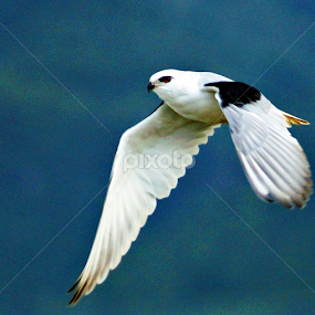by Dudin Ardiansyah - Animals Birds