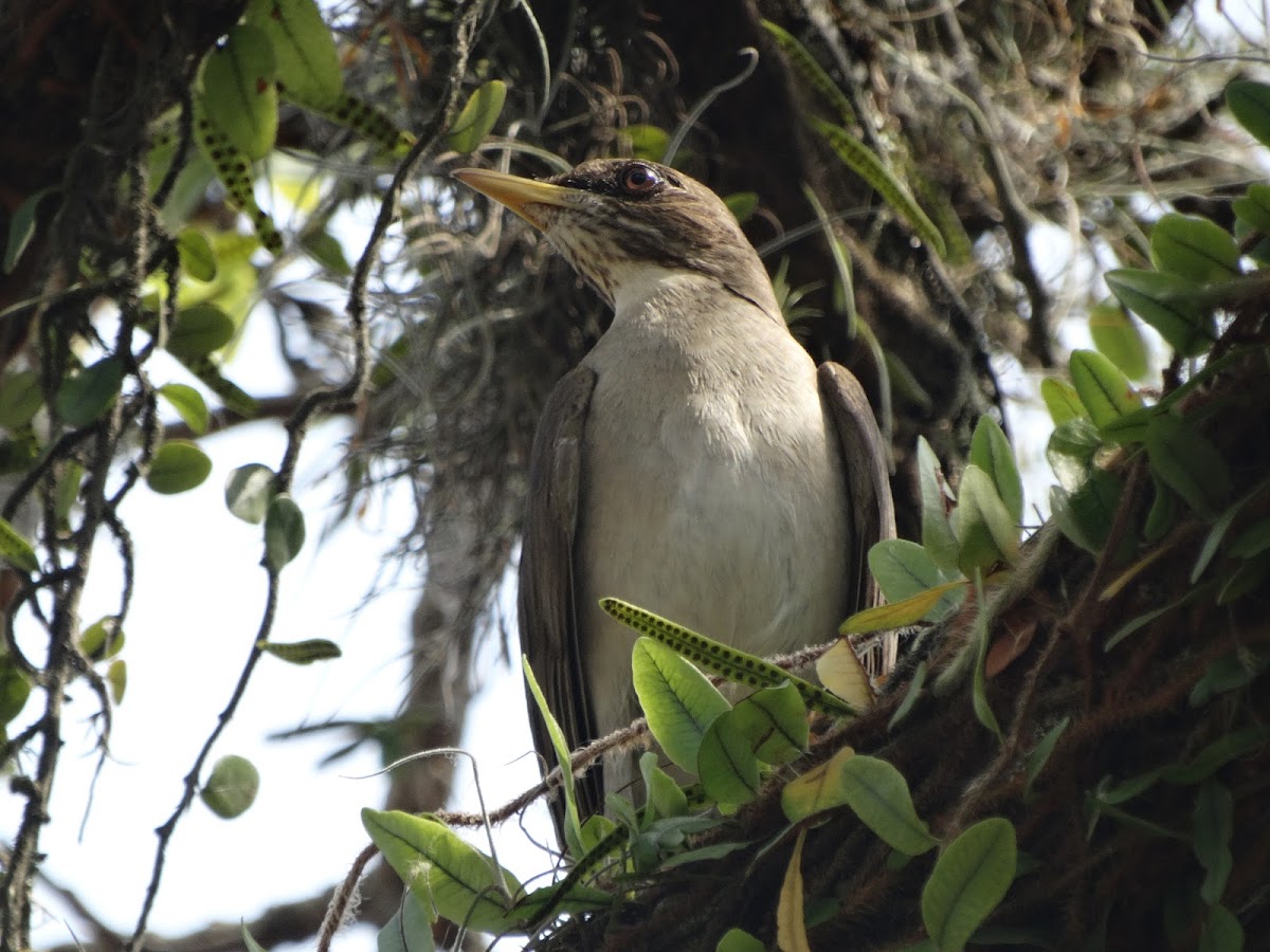 Creamy-bellied Thrush