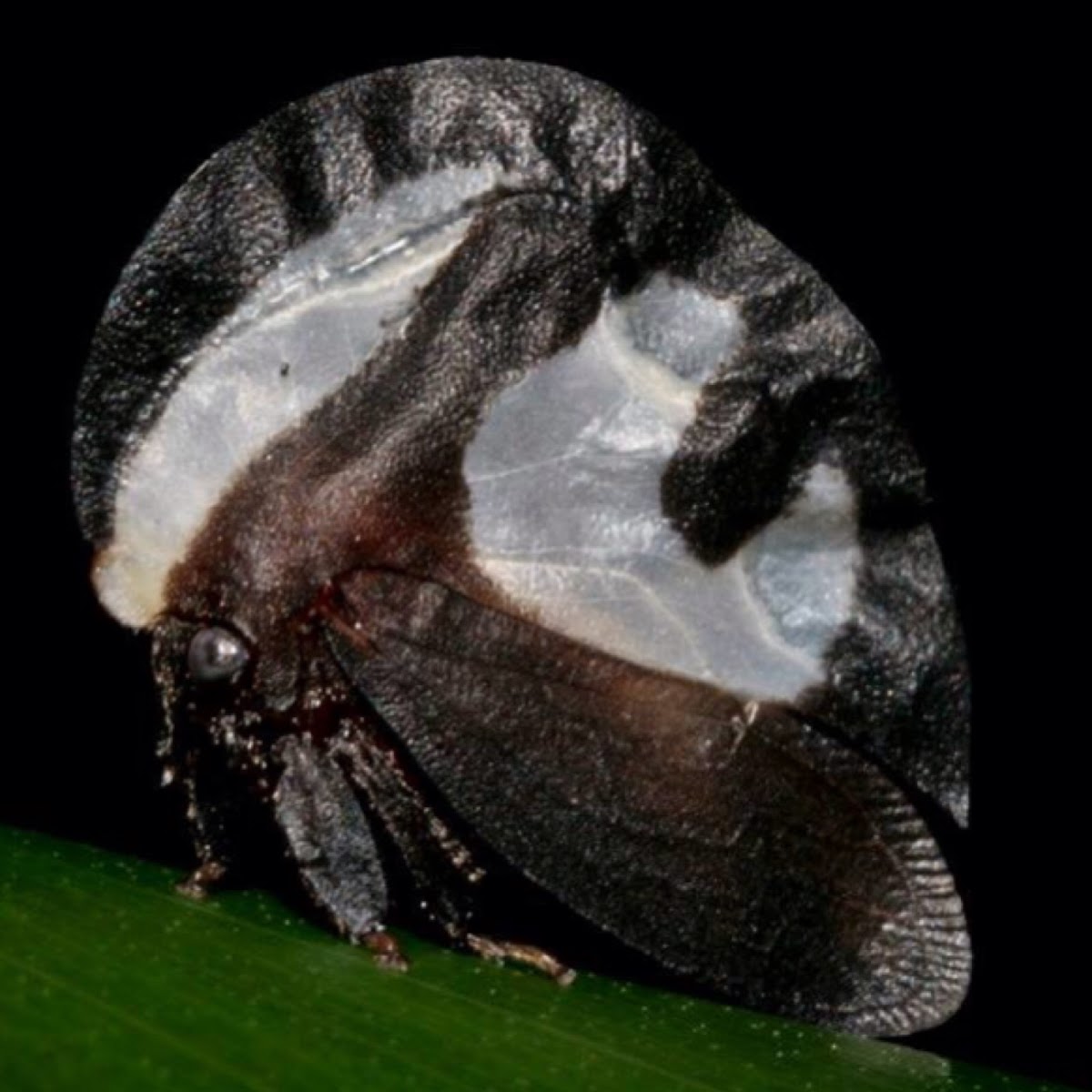 Memracid Treehopper