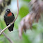 Flame-throated Sunangel