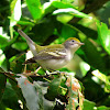 Young Chestnut-sided Warbler