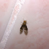 Tiny Fruit Fly