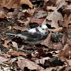 Leucistic Dark-eyed Junco