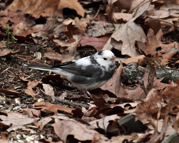 Leucistic Dark-eyed Junco | Project Noah