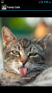 How to mod Funny Cat Wallpapers HD 1.0 mod apk for android