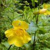 Yellow Monkeyflower