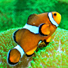 Clownfish