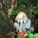 Mushrooms and Wild Strawberry