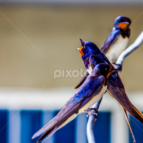 colorful birds   by Mustafa Gulzari - Animals Birds