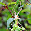 Moulting Process of A Common Garden Katydid