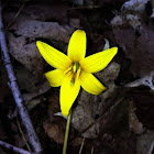 Trout lilly
