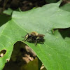 Robber fly bee mimic