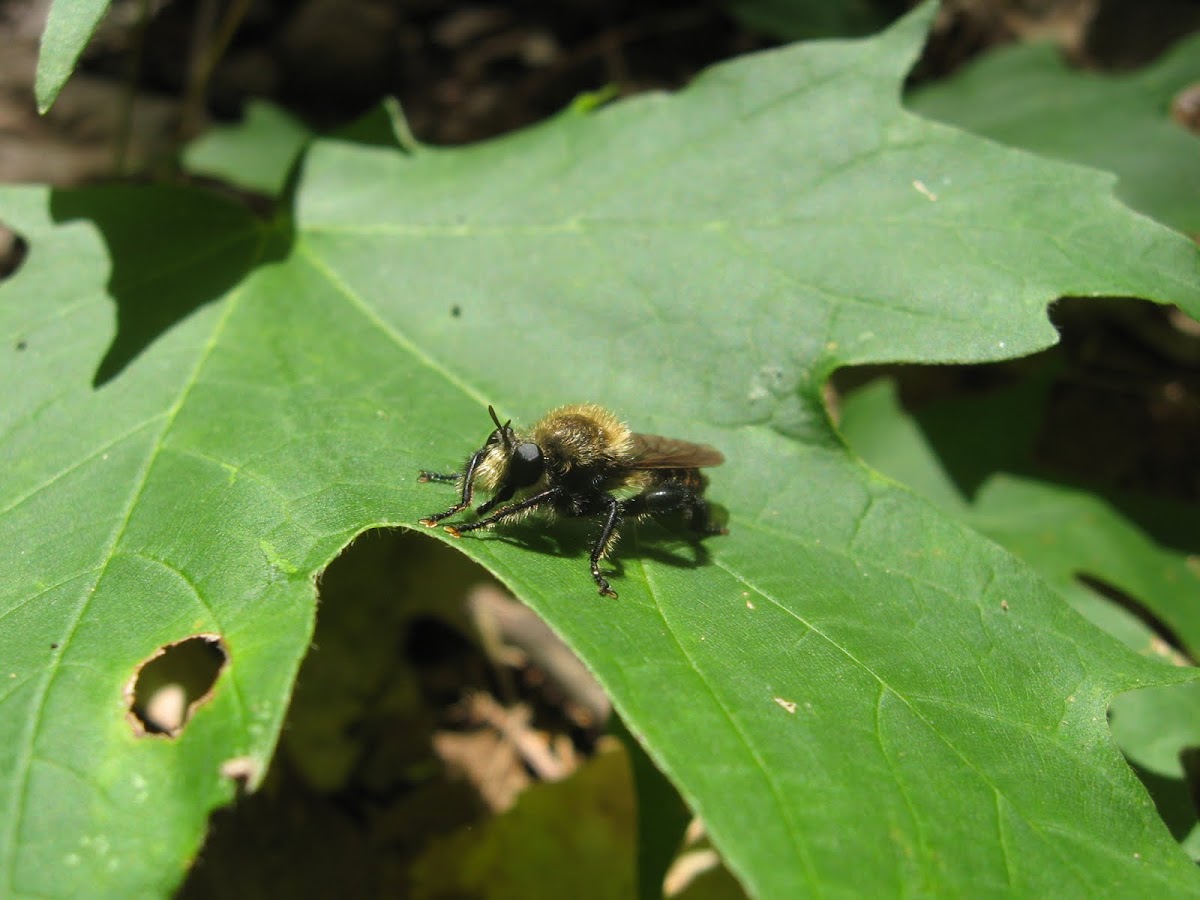 Robber fly bee mimic