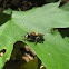 Robber fly bee mimic