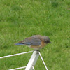 Eastern Bluebird [female]