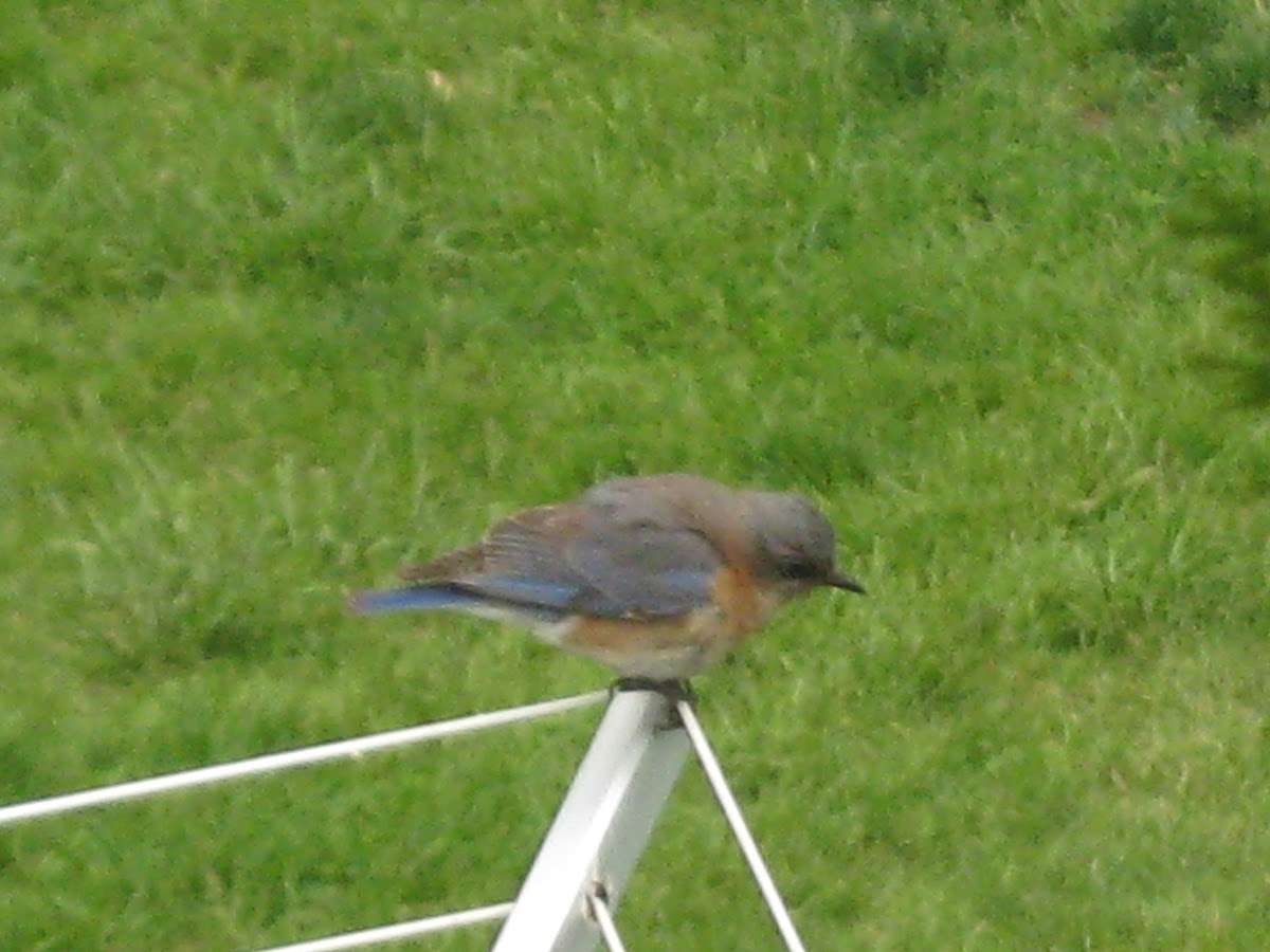 Eastern Bluebird [female]