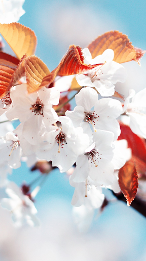 Spring Wallpapers for WhatsApp