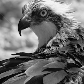 Ruffled Feathers by Sandra Blair - Black & White Animals