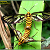 Amata Wasp Moths (Mating)