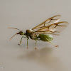 Weaver Ant Queen