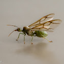 Weaver Ant Queen