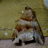 Moth(Erebidae/Erebinae)