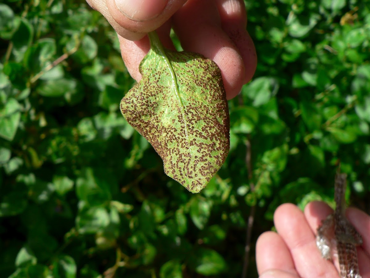 leaf with disease