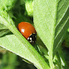 Zero-spotted Ladybug