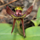Large bird orchid