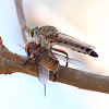 Common Brown Robberfly and Horse Fly