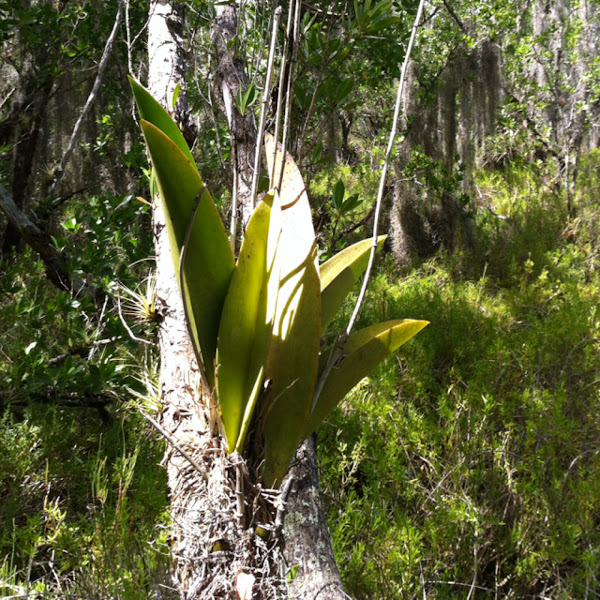 Mule ear orchid | Project Noah