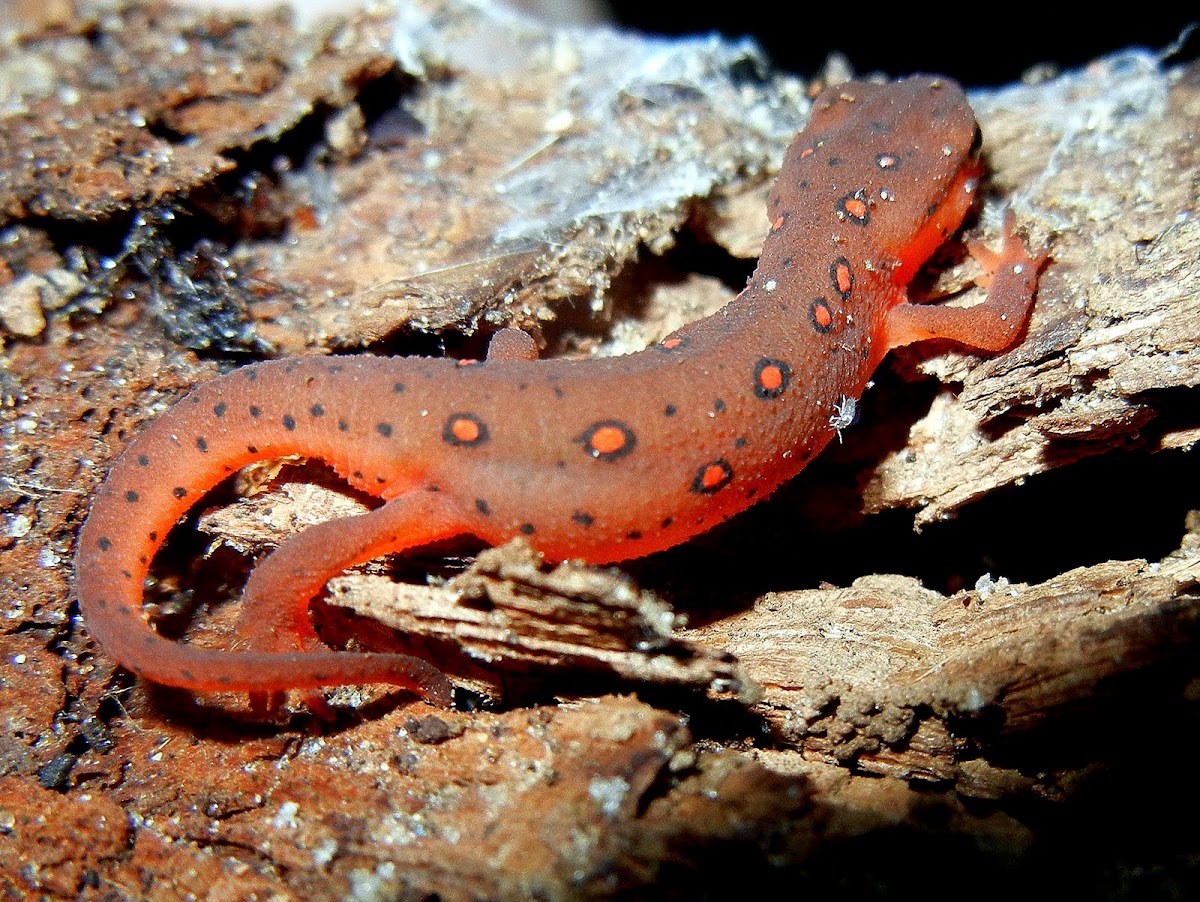 Eastern (Red-Spotted) Newt