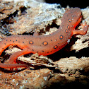 Eastern (Red-Spotted) Newt