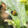 Harlequin Cabbage Bug nymphs