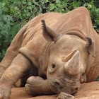 Black Rhinoceros