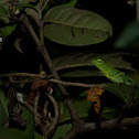 Green garden lizard