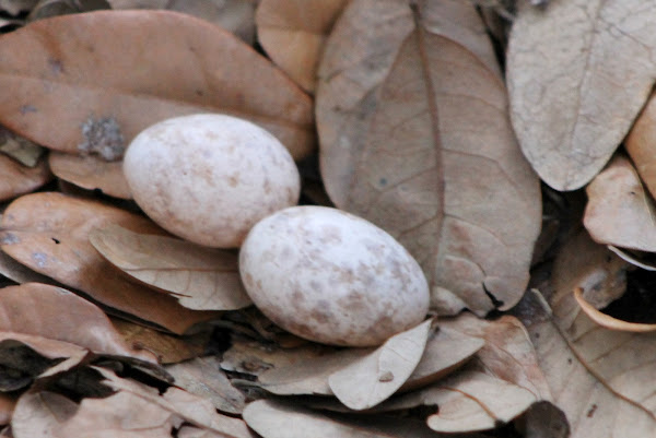 Goatsucker/nightjar | Project Noah