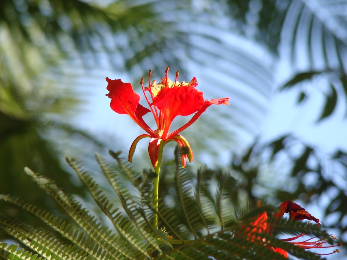 Gulmohar / Flame Tree / Royal Poinciana