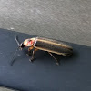 Lightening bug or firefly