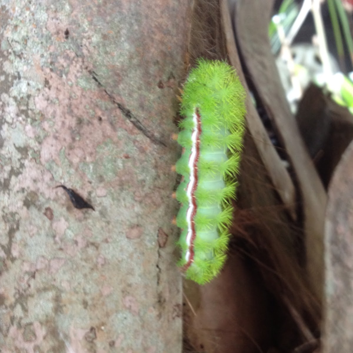 Io caterpillar