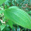 Geranium pratense leaf it.