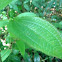 Geranium pratense leaf it.