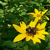 Black-and-Gold Bumble Bee