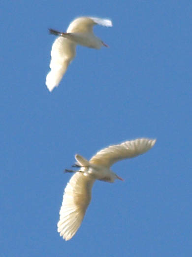 Cattle Egret | Project Noah