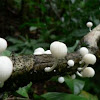Coprinus Fungi