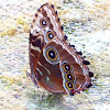 Morpho Butterfly