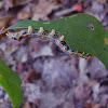 Red-humped oakworm
